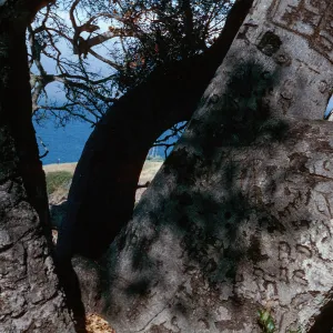 Autograph Tree, Pelican Bay, Santa Cruz Island