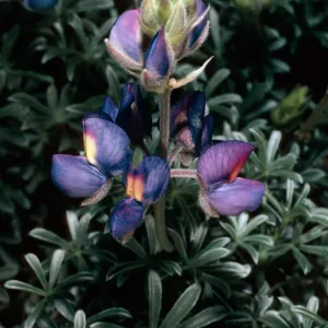 Lupinus albifrons, San Nicolas Island