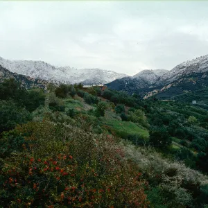 snow on Santa Ynez Mountains, East slope, Santa Barbara Botanic Garden