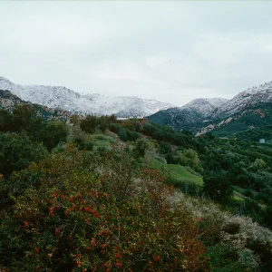 snow on Santa Ynez Mountains, East slope, Santa Barbara Botanic Garden