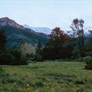 snow on Santa Ynez Mountains, meadow, Santa Barbara Botanic Garden