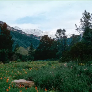 snow on Santa Ynez Mountains, meadow, Santa Barbara Botanic Garden