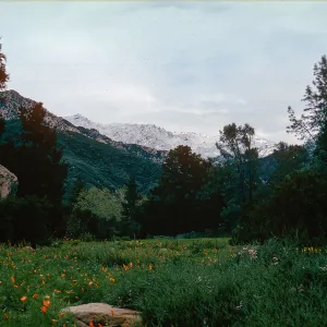 snow on Santa Ynez Mountains, meadow, Santa Barbara Botanic Garden