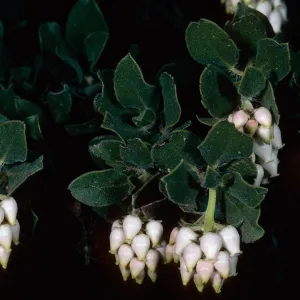 Arctostaphylos viridissima, Island Section, Santa Barbara Botanic Garden