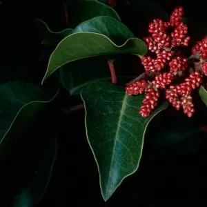 Rhus ovata, Santa Barbara Botanic Garden
