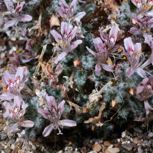 Langloisia, Santa Barbara Botanic Garden