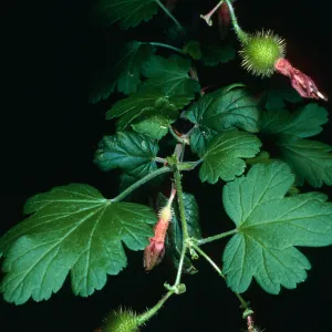 Ribes thacherianum, Santa Barbara Botanic Garden