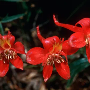Delphinium cardinalis, Santa Barbara Botanic Garden
