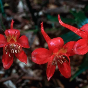 Delphinium cardinalis, Santa Barbara Botanic Garden