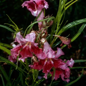 Chilopsis linearis, Santa Barbara Botanic Garden