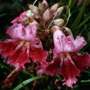 Chilopsis linearis, Santa Barbara Botanic Garden