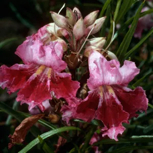 Chilopsis linearis, Santa Barbara Botanic Garden