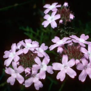 Verbena lilacina, Santa Barbara Botanic Garden