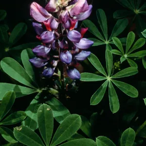 Lupinus succulentus, Santa Barbara Botanic Garden