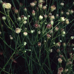 Baccharis malibuensis, Campbell Trail, Santa Barbara Botanic Garden