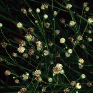 Baccharis malibuensis, Campbell Trail, Santa Barbara Botanic Garden