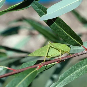 Katydid on Salix (Willow), Santa Ynez River, Santa Barbara County