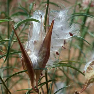 Asclepias fascicularis, Malibu Creek State Park, Los Angeles County
