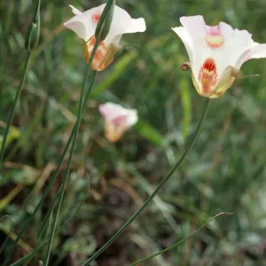 Calochortus venustus, Paradise Road, by Snyder Trail, Los Padres National Forest, Santa Barbara County