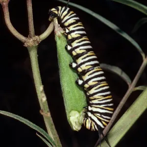 Monarch larvae on Asclepias fascicularis, Tunnel Road, Santa Barbara County