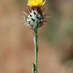 Centaurea melitensis, Gaviota, Santa Barbara County