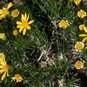 Haplopappus linearifolius or Ericamera linearifolius, Backus Road on way to Mojave, Kern County