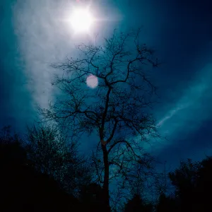 sun - Sycamore, Cold Springs Canyon, Santa Barbara County