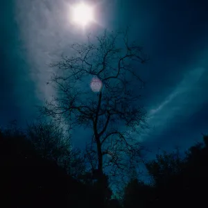 sun - Sycamore, Cold Springs Canyon, Santa Barbara County
