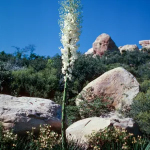 Yucca whipplei, West Camino Cielo, Sana Barbara County