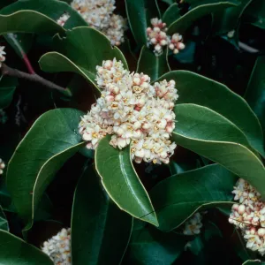 Rhus ovata, West Camino Cielo, Santa Barbara County