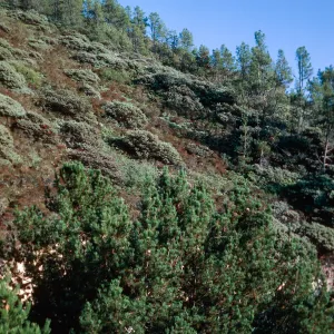 Knobcone Pines, East Cuesta ridge, San Luis Obispo County