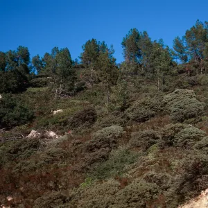 Knobcone Pines, East Cuesta ridge, San Luis Obispo County