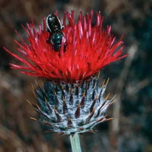 Cirsium w/bee, West Cuesta ridge, San Luis Obispo County