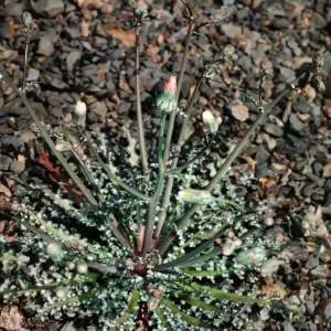Malacothrix phaeocarpa, SJ#4207, North of East Cuesta Ridge Botanic area, San Luis Obispo County