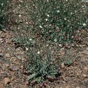 Malacothrix phaeocarpa, SJ #4350, North side, West Cuesta ridge