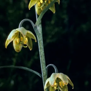 Fritillaria, #4897, Lions Den, Big Sur, Monterey County