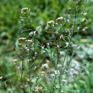 Capsella bursa-pastoris, De La Guerra Springs, Santa Barbara County
