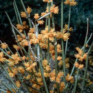 Ephedra, Borrego Palm Canyon, Anza-Borrego Desert State Park, San Diego County