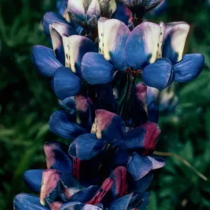Lupinus nanus, Figueroa Mountain, Los Padres National Forest, Santa Barbara County