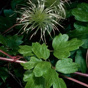 Clematis ligusticifolia, Snyder Trail, Los Padres National Forest, Santa Barbara County