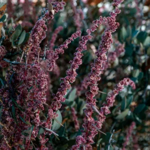 Amaranthus fimbriates, Joshua Tree National Park