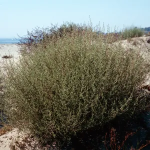 Salsola iberica, Goleta Beach