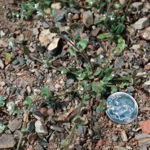 Plagiobothrys uncinatus, SJ #4250, Tassajera Peak & Cuesta, San Luis Obispo County