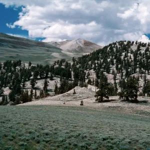 Patriarch Grove - road to White Mountains, Inyo National Forest, Inyo County