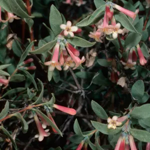 Symphoricarpos logiflorus, Wyman Canyon, White Mountains, Inyo County