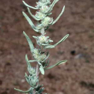Eurotia lanata, Krascheninnikovia genus, Backus Road on way to Mojave, Kern County