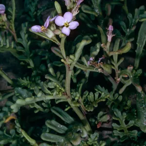 Cakile Maritima, Surf Beach, Ocean Beach Park, Lompoc, Santa Barbara County