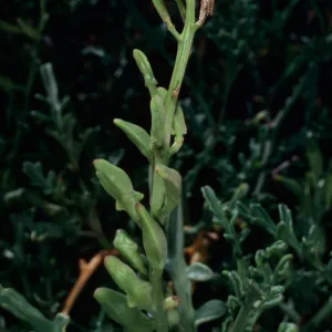 Cakile Maritima, dunes at Surf Beach, Ocean Beach Park, Lompoc, Santa Barbara County