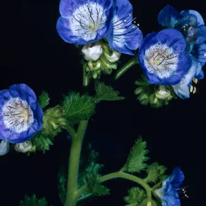 Phacelia grandiflora, Tunnel Road, Santa Barbara County
