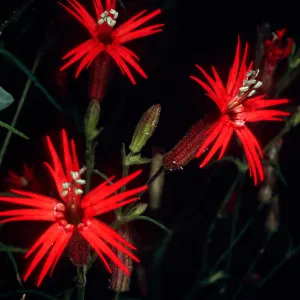 Silene laciniata, Tunnel Road, Santa Barbara County